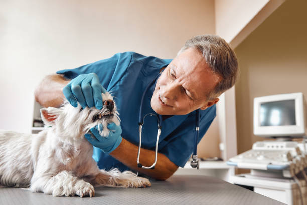 Best Emergency Denture Repair in Bel Air, MD